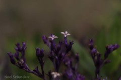 Hedyotis articularis subsp. santapaui